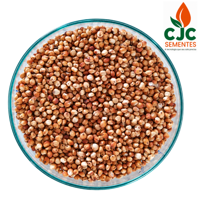 Sementes de Sorgo Forrageiro BRS Ponta Negra