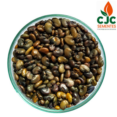 Semente de Crotalária Juncea