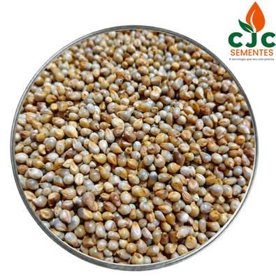 SEMENTE DE MILHETO IPA BULK 1 BF
