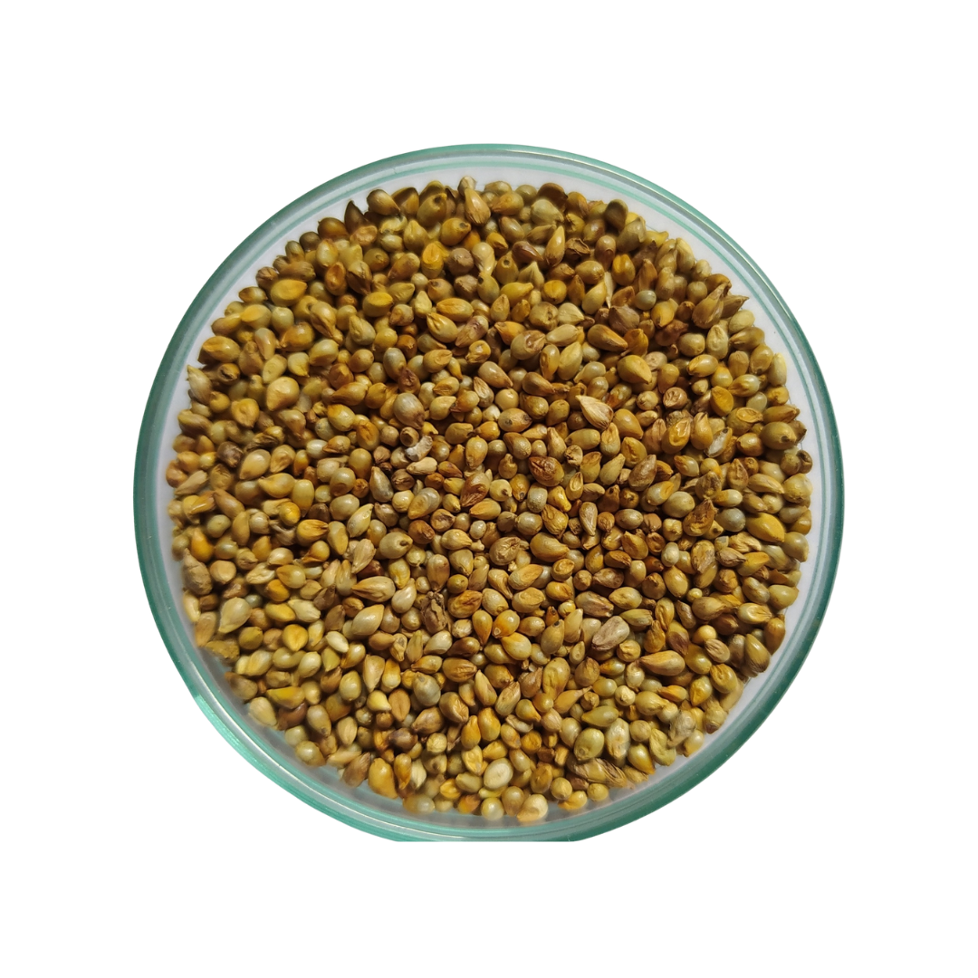 Sementes de Milheto BRS 1503